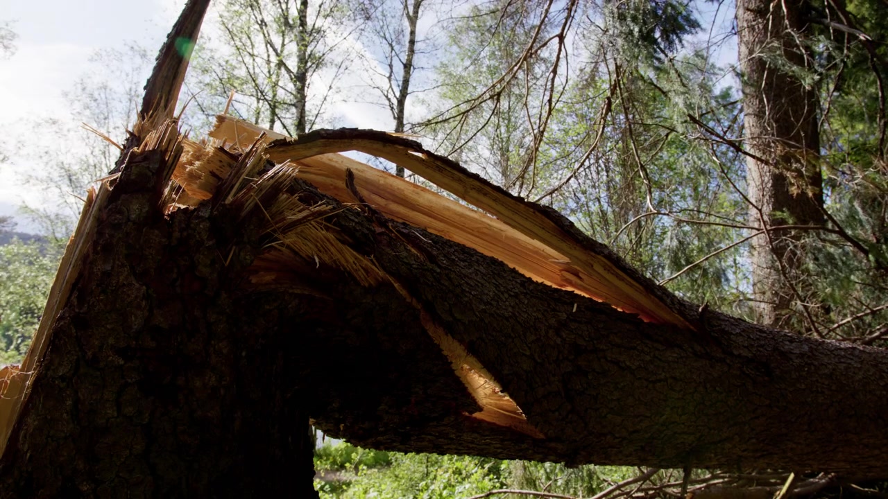 Freshly snapped tree trunk reveals splintered wood in a dense Norwegian forest, suggesting storm damage or logging impact in natural woodland.