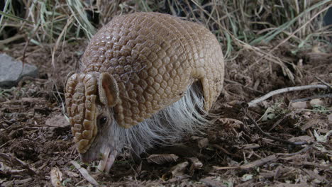 close up wide angle view of armadillo in nature