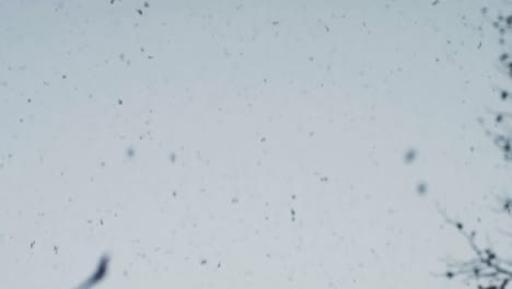 slow motion: pov shot of snowflakes falling heavily from the sky at dawn