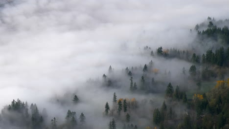 coniferous forest in the mountain covered with thick fog and clouds