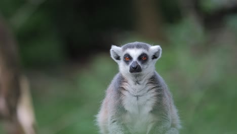 Teleobjetivo-Lindo-Adorable-Lémur-Triste-Mirando-A-La-Cámara,-Bosque-Desierto