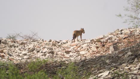 a golden jackal or canis aureus indicus running for a hide near a road of ghatigao in gwalior madhya pradesh india