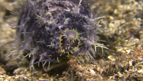 pacific deer cowrie during night with mantle extended over its shell