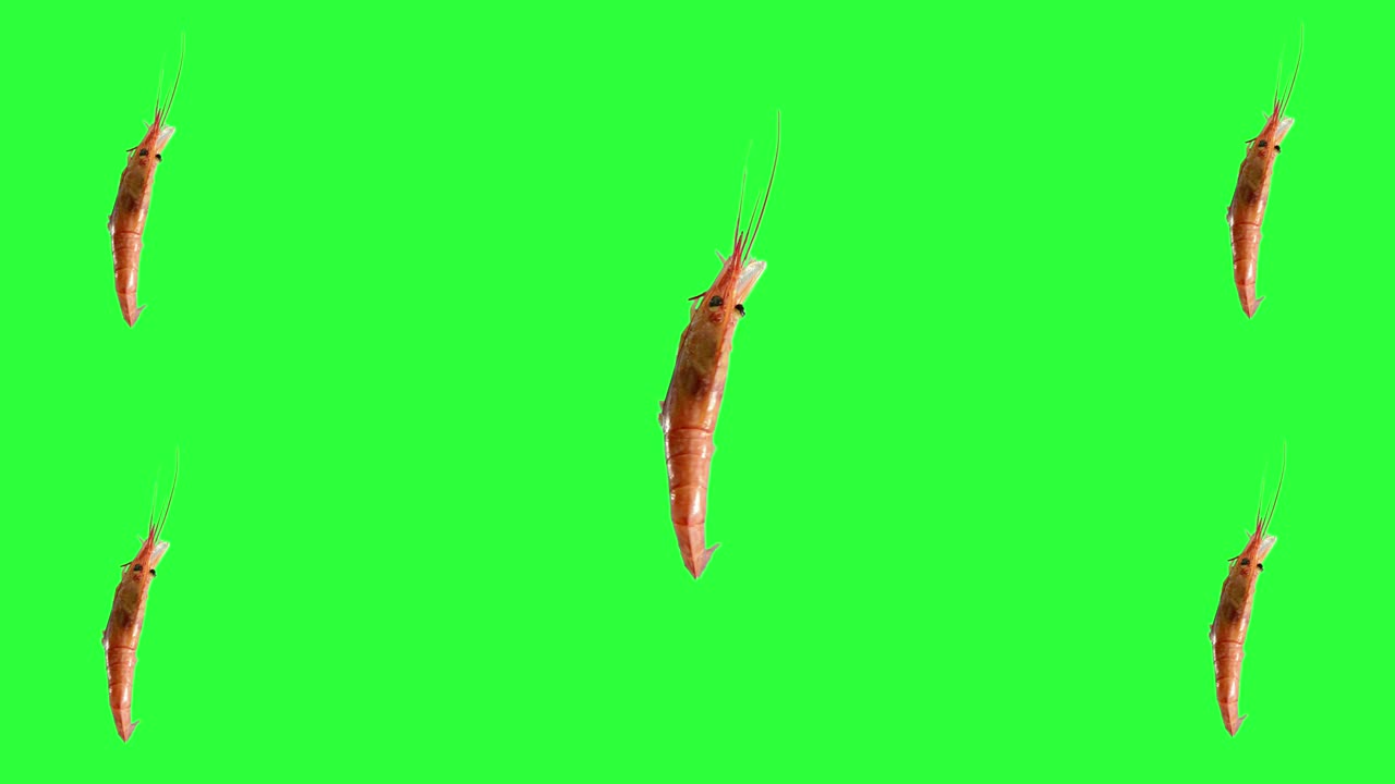 바다 새우는 루프 회전 운동