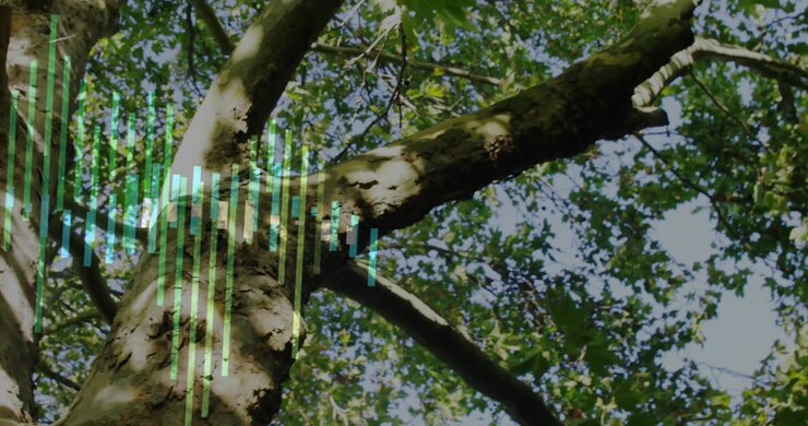 Large trunk anchoring while equalizer bars appearing left, expanding across bark, visualizing tech