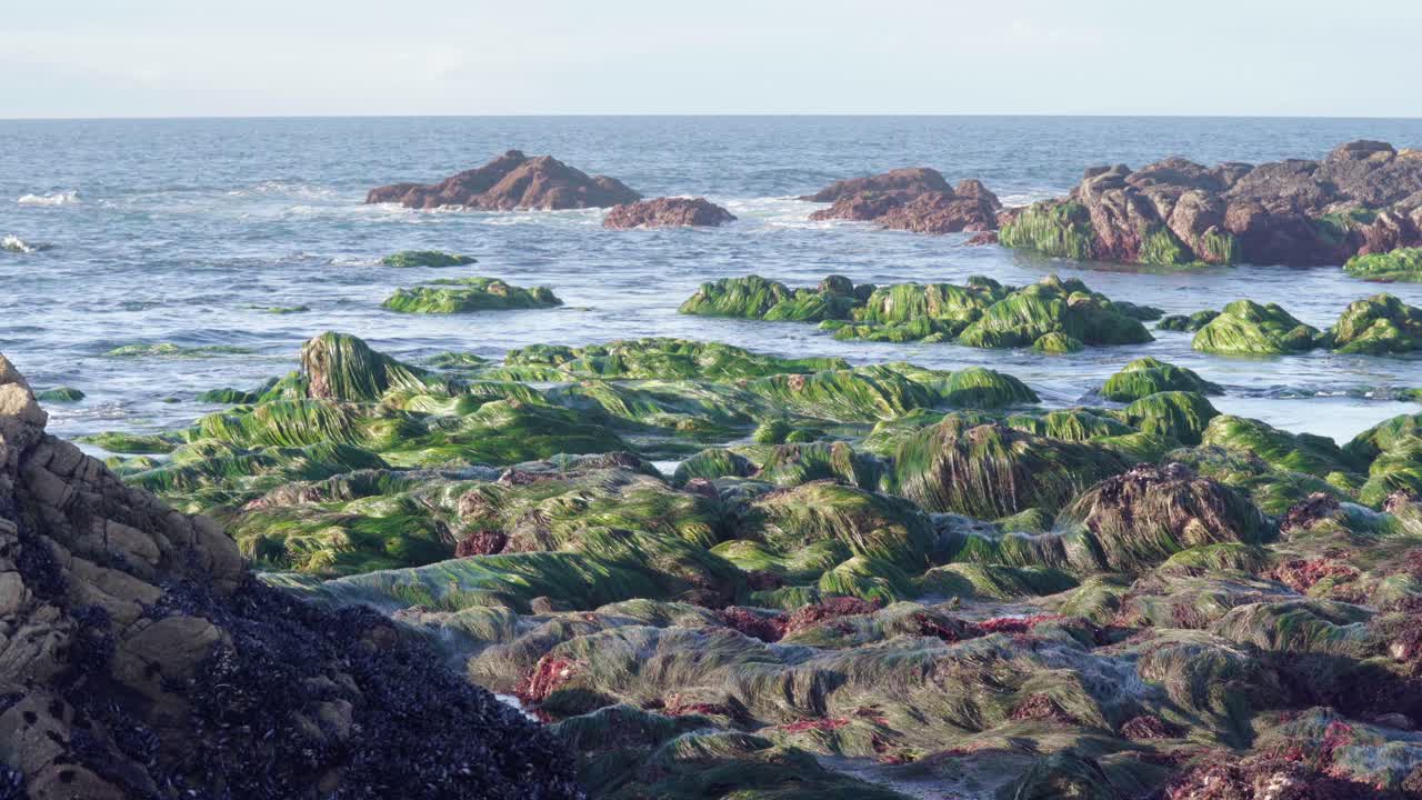 바위에 많은 양의 조류