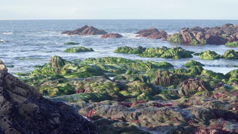 large amount of algae on the rock