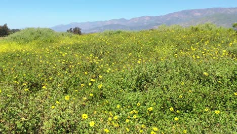 Hermoso-Disparo-En-Movimiento-Muy-Bajo-A-Través-De-Campos-De-Flores-Silvestres-Amarillas-2