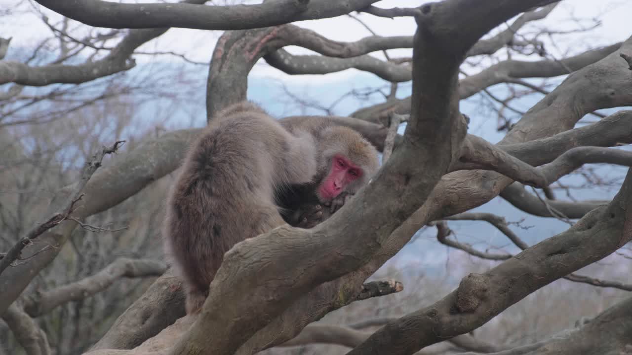un mono macaco acicalando a otro en un árbol en arashiyama, kyoto, japón