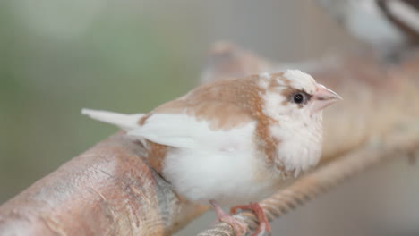 社會雀鳥在搖<unk>的<unk>上,然後在韓國奧桑的奧桑鳥園飛走