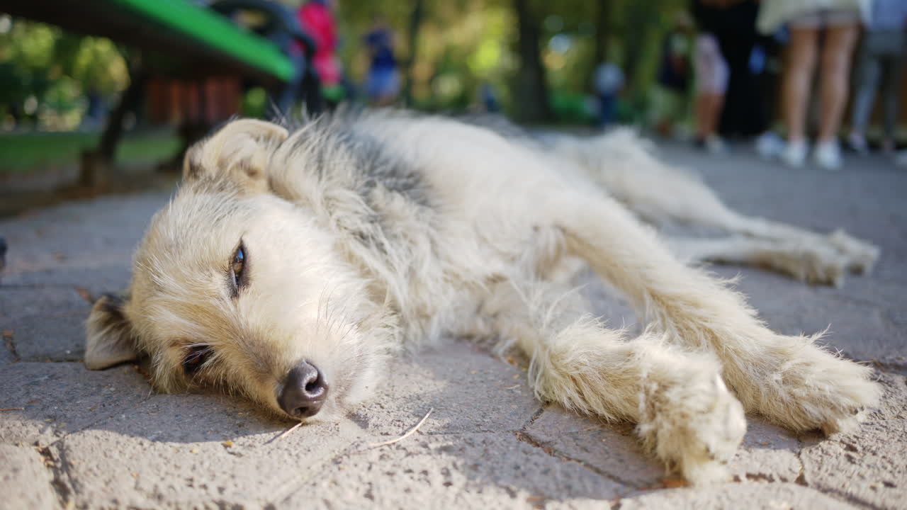 Stray dog resting in the street in Chisinau, Moldova