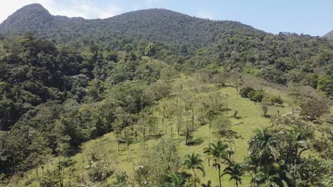 lush and vivid green jungle mountain hillside tropical grass meadow