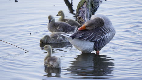 a group of young goslings follows the adult geese as they swim in the pond.