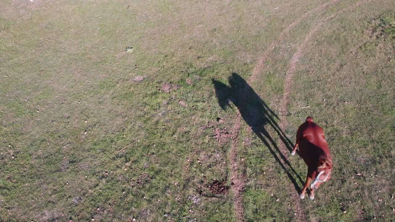 Вид сверху на лошадь в поле