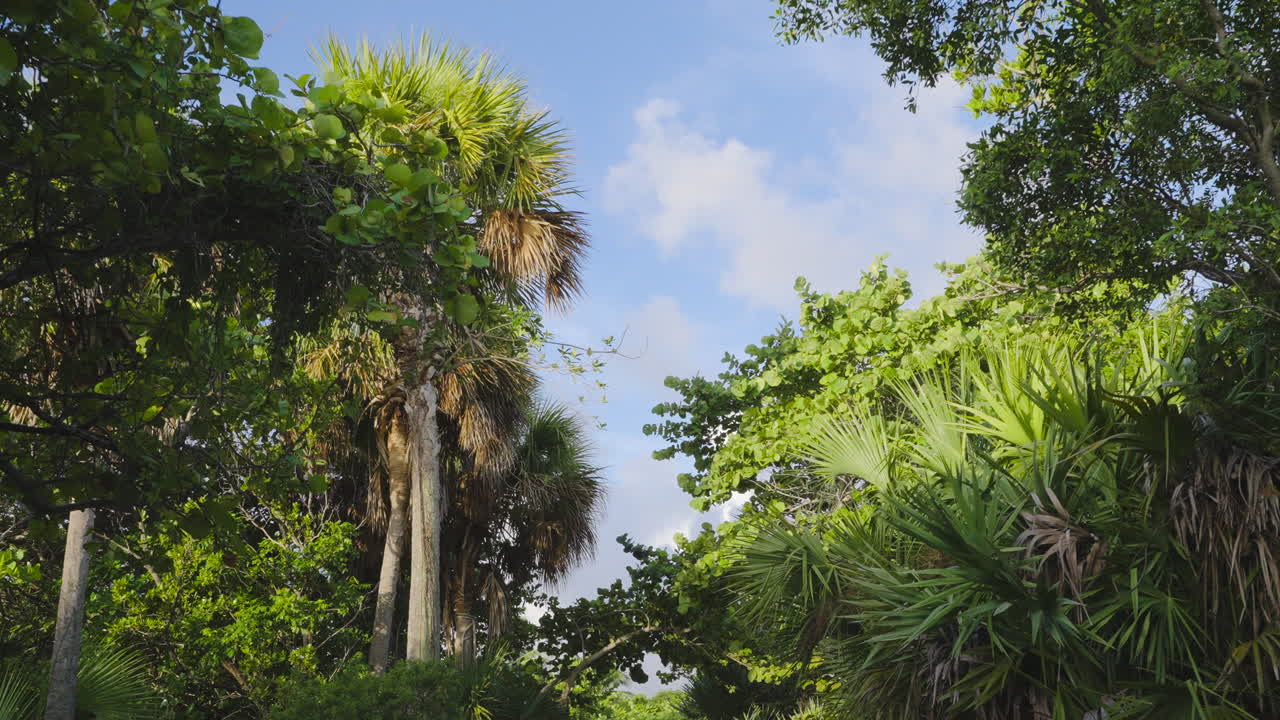 Beach Plant Sky Foliage Walk