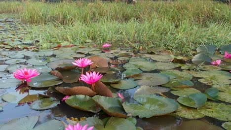 beautiful red water lily flower in group ,morning shot,lily pads,big flowers