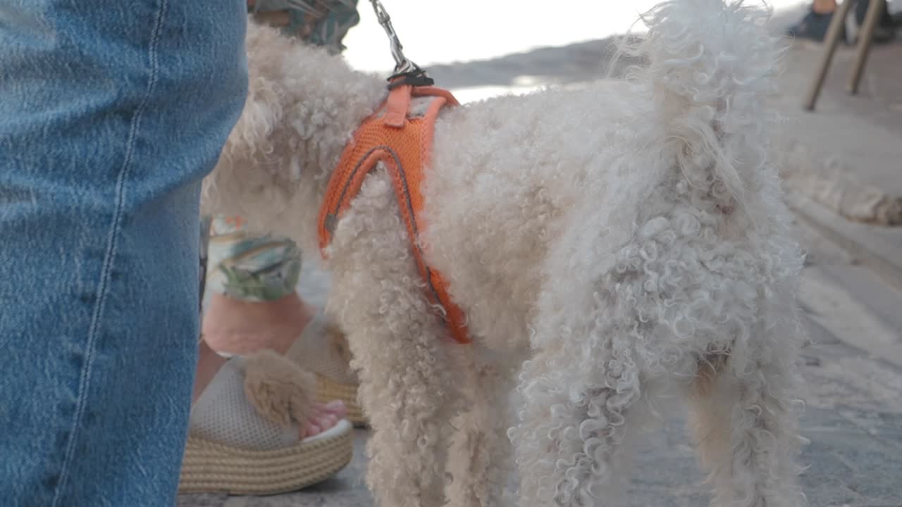 A poodle with a harness on a walk