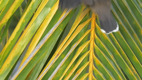 Mynah-bird-on-palm-branch