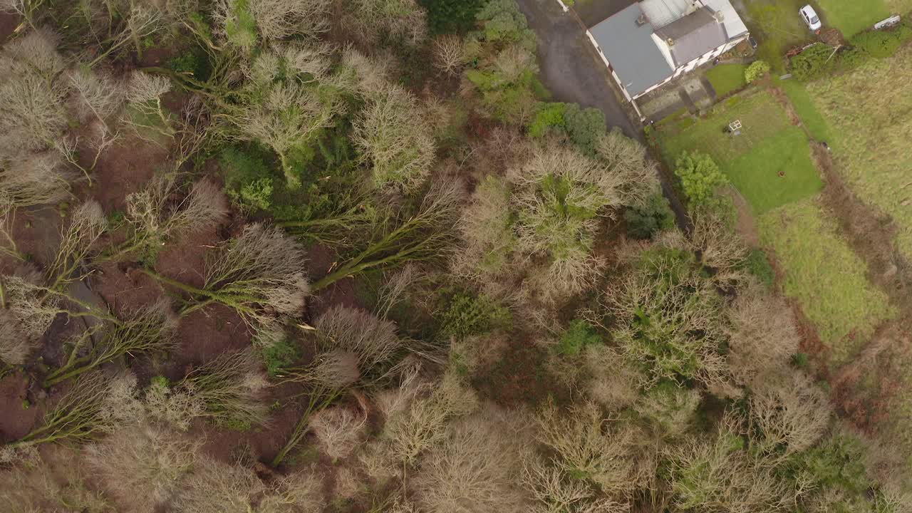 Overturned tree with roots exposed in a storm hit forest, top down aerial, Barna Woods, Galway Ireland