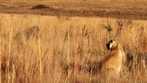camouflaged kalahari lioness among tall golden grass scans savannah for prey