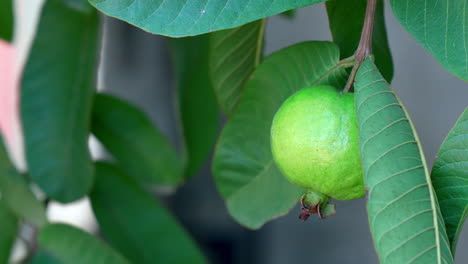 primer plano de guayaba blanca colgando de la rama de un árbol de guayaba en el jardín