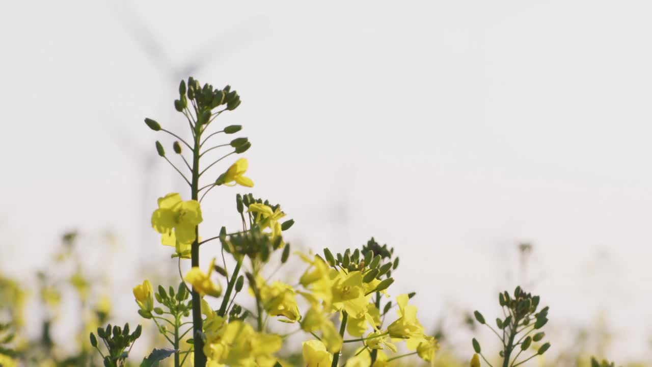 General view of yellow meadow flowers blowing with wind turbines in background