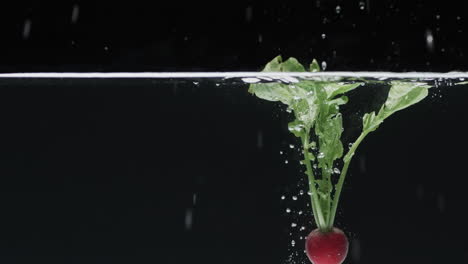 video de rábano cayendo en el agua con espacio de copia en fondo negro