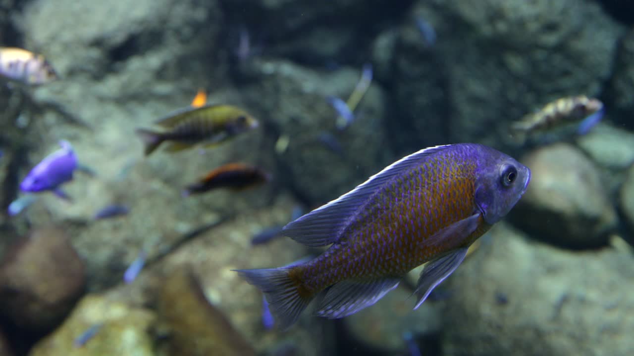 물속에서 다채롭고 희귀한 물고기의 근접 사진