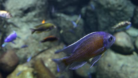 close up of colorful and rare fishes in underwater