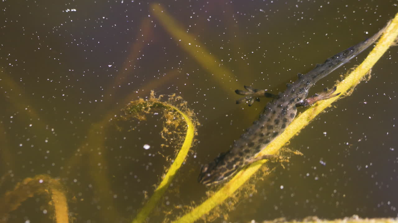 Lähikuva nuoresta salamanterista lepäämässä lammen kasvillisuudella.