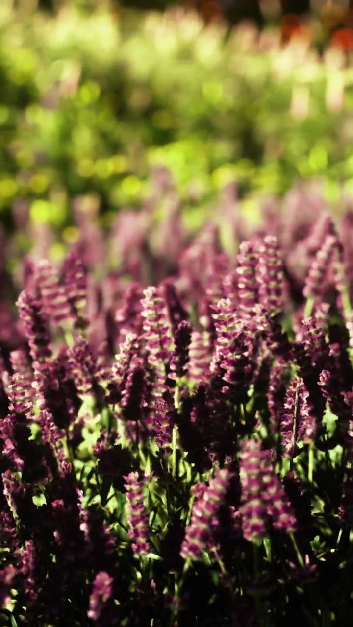 Lavender plants growing in field under sunlight in garden