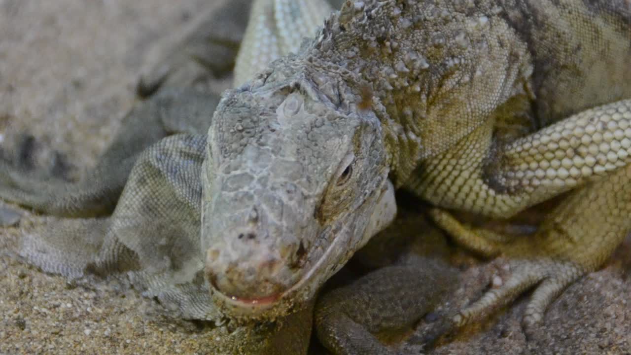 Iguana