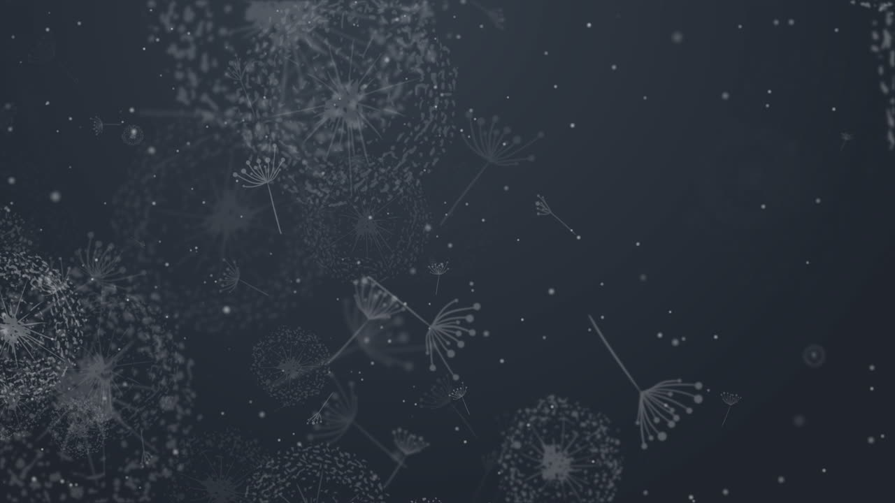 Dandelion blowing silhouette with flying dandelion buds. Looped animate dark grey background.