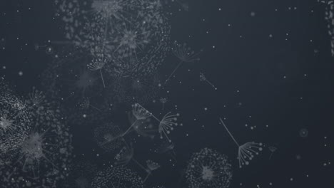 dandelion blowing silhouette with flying dandelion buds. looped animate dark grey background.
