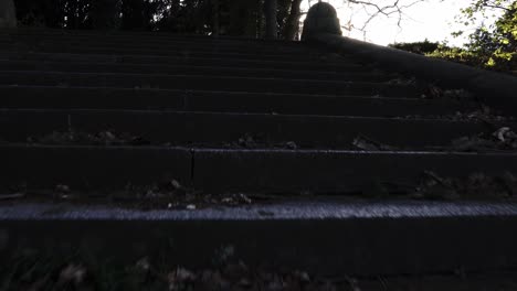 climb the old concrete stairs where the sunlight reaches and look up at the trees