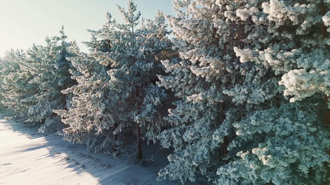 Zasypane śniegiem drzewa zimą