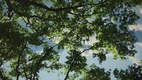 looking up at sky through forest tree canopy at clouds moving behind leaves in timelapse