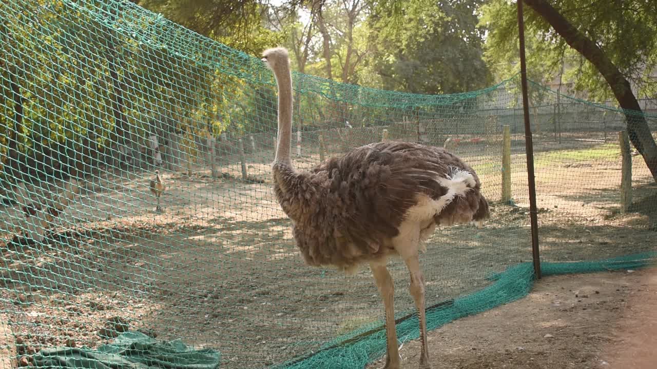 Clip di uno struzzo nello zoo di Indore, Madhya Pradesh, India