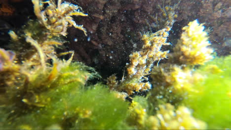 Pov-Desde-Dentro-De-Un-Rockpool-Viendo-Plantas-Marinas,-Conchas-Marinas-Y-Criaturas-Marinas