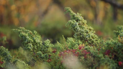 a close-up parallax shot of the creeping evergreen shrub in the autumn tundra