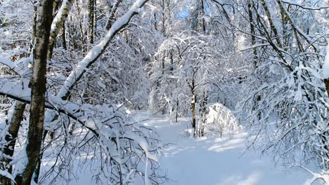 snowy branches in forest. winter fairy background