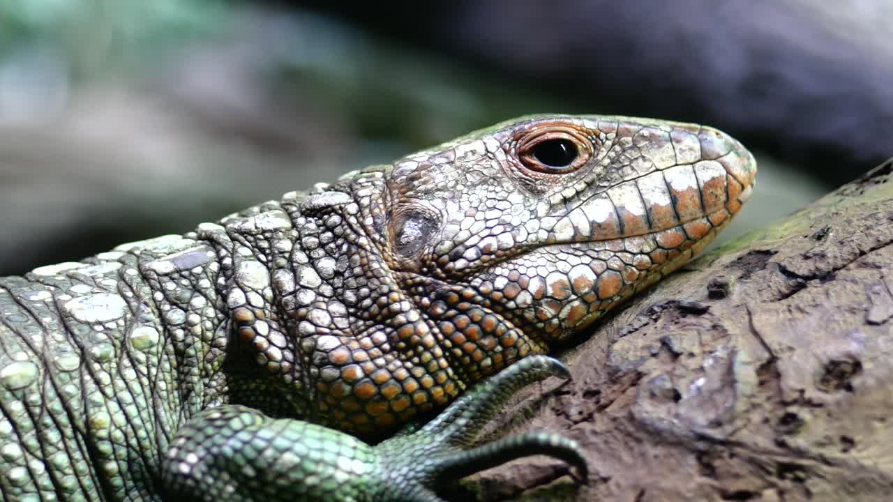 줄기 위에 앉아 있는  ⁇ 한 도마 ⁇