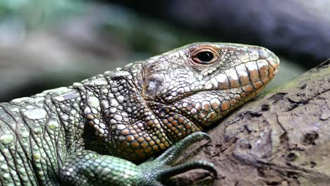 un lagarto frillado sentado en un tronco