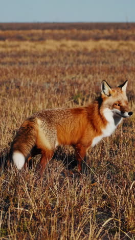 red fox standing in a grassy field