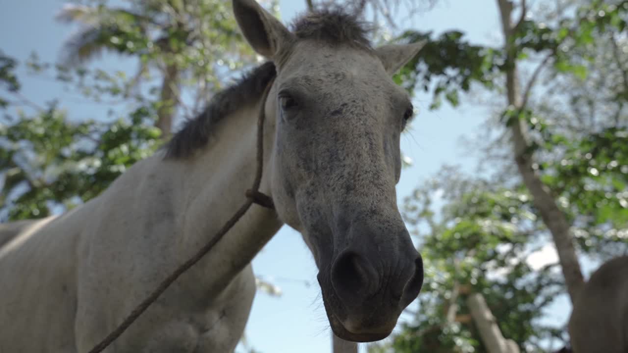 Horse looking at the camera with nice trees and blue sky background