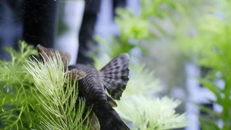 moving tight static shot of an algae eater