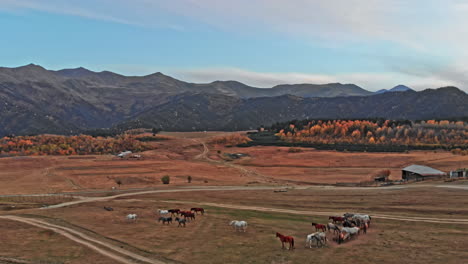 aerial view of herd of horses grazing on slope meadow