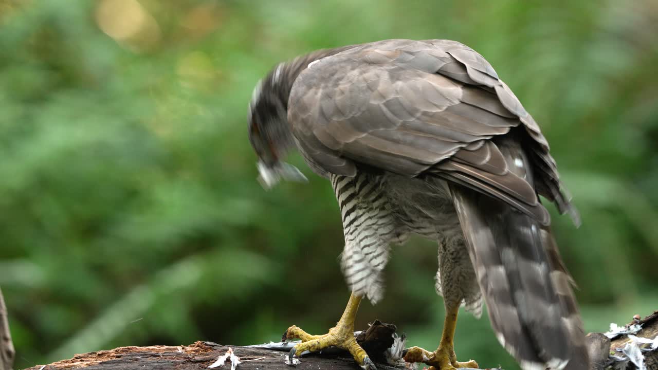primer plano estático desde detrás de un