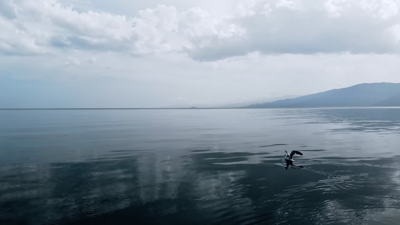 Taking off bird from the surface of the Aegean sea in Greece. Hills in the distance