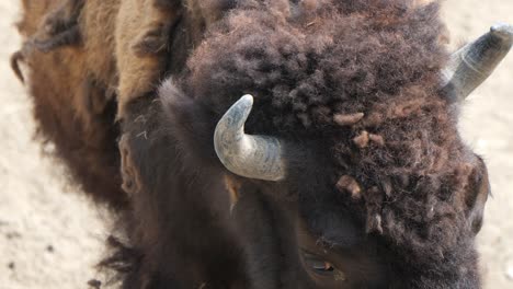 Cerca-De-Cuernos-De-Búfalo-En-El-Zoológico